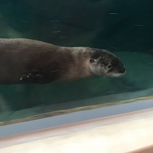 River Otter