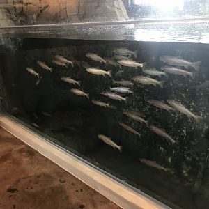 School of Yellowstone Cutthroat Trout