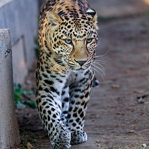 North Chinese leopard