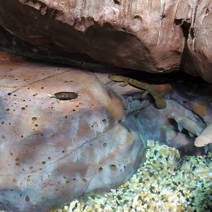 Chinese Giant Salamander and Others
