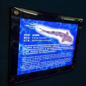 Cloudy Catshark Signage