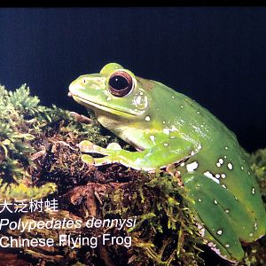 Chinese Flying Frog Signage