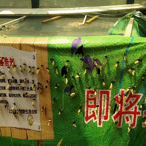 Butterfly Chrysalises