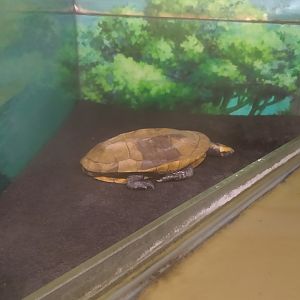 Twist-necked Turtle