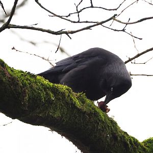 Wild Eurasian jackdaw (Corvus monedula), 2020-01-11