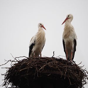 European white stork pair on nest, 2020-01-11