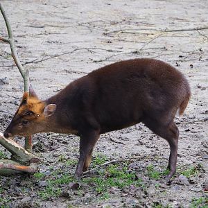 Male Reeves's muntjac (Muntiacus reevesi), 2020-01-11