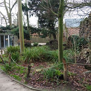 Waldrapp and European owl aviary, 2020-01-11