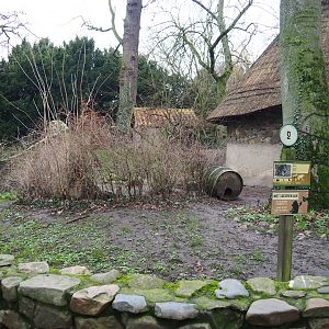 Raccoon exhibit, 2020-01-11