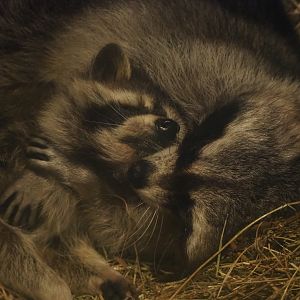 Raccoons (Procyon lotor), 2020-01-11