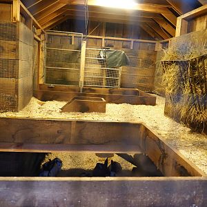 Inside of the domestic rabbit barn, 2020-01-11