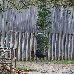 Former Christmas tree used for Indian rhinoceros enrichment, 2020-01-11