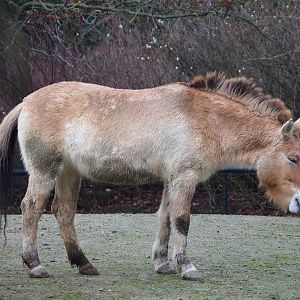 Przewalski's horse (Equus ferus przewalskii), 2020-01-11