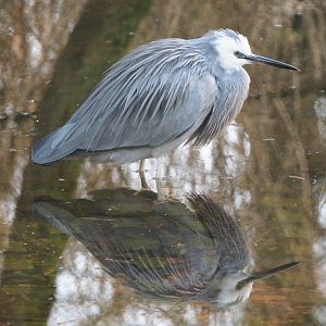 White-faced heron (Egretta novaehollandiae), 2020-01-11
