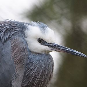 White-faced heron (Egretta novaehollandiae), 2020-01-11