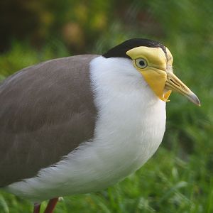 Masked lapwing (Vanellus miles miles), 2020-01-11