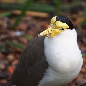 Masked lapwing (Vanellus miles miles), 2020-01-11