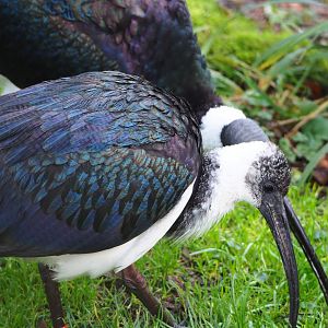 Juvenile Straw-necked ibis (Threskiornis spinicollis), 2020-01-11