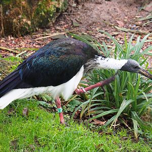 Straw-necked ibis (Threskiornis spinicollis), 2020-01-11