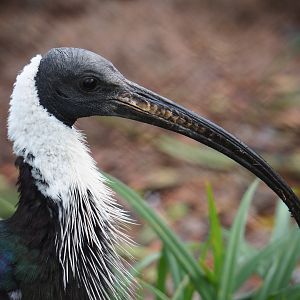 Straw-necked ibis (Threskiornis spinicollis), 2020-01-11