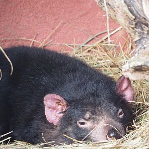 Tasmanian devil (Sarcophilus harrisii), 2020-01-11