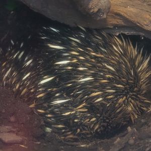 South-east Australian short-beaked echidnas (Tachyglossus aculeatus aculeatus), 2020-01-11