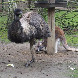 Emu (Dromaius novaehollandiae) and Red kangaroo (Macropus rufus), 2020-01-11