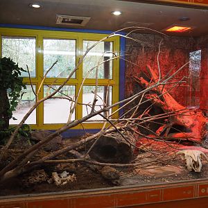 Terrarium Children's python, 2020-01-11