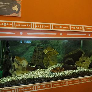 Aquarium Australian red-clawed crayfish, 2020-01-11