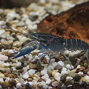 Australian red-clawed crayfish (Cherax quadricarinatus), 2020-01-11
