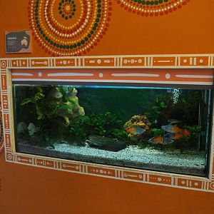 Aquarium Melanotaenia boesemani rainbowfish, 2020-01-11