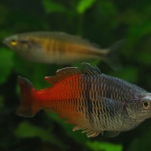 Melanotaenia boesemani rainbowfish, 2020-01-11