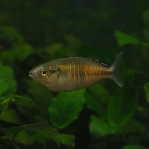 Female Melanotaenia boesemani rainbowfish, 2020-01-11