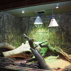 Terrarium Central bearded dragon, 2020-01-11