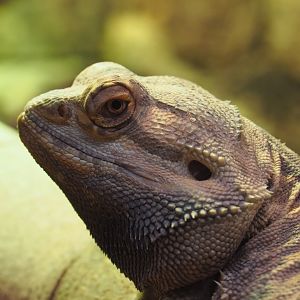 Central bearded dragon (Pogona vitticeps), 2020-01-11
