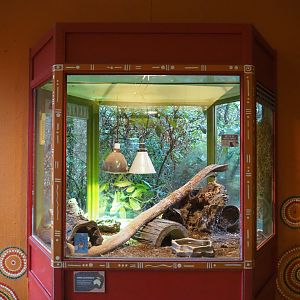 Terrarium Eastern blue-tongued skink, 2020-01-11