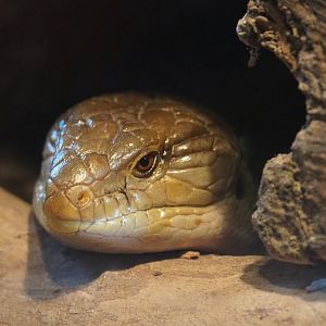 Eastern blue-tongued skink (Tiliqua scincoides scincoides), 2020-01-11