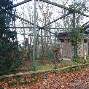 Andean condor aviary 021219
