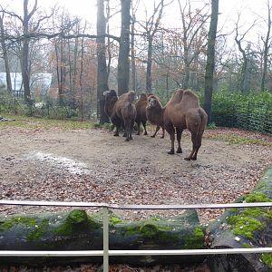 Bactrian camels 021219