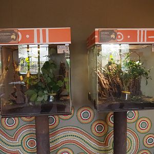 Stick insect terraria, 2020-01-11