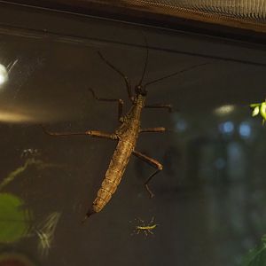 New Guinea spiny stick Insects (Eurycantha calcarata), 2020-01-11