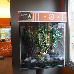 Terrarium Eurycantha calcarata, 2020-01-11