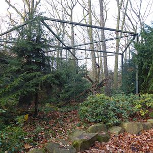 Golden eagle aviary 021219