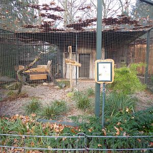 American black vulture aviary 021219