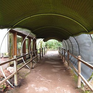 Queensland koala viewing area, 2020-01-11