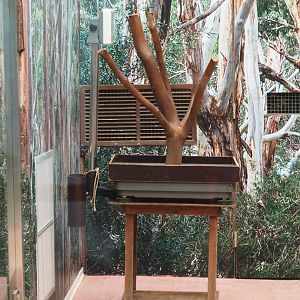 Scale for the weighing of koalas, 2020-01-11