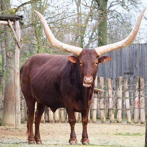 Ankole-Watusi cattle (Bos taurus indicus), 2020-01-11