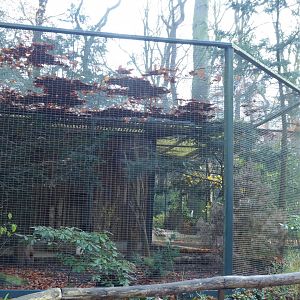 Aviary for Eurasian jay and Temminck's tragopan 021219