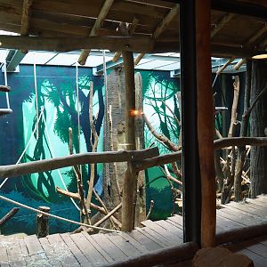 First indoor bonobo exhibit, 2020-01-11