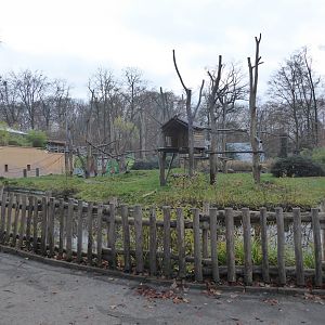 Orangutan enclosure outdoors 021219